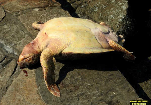 Νάξος: Νεκρή χελώνα από μαχαιριά στον λαιμό